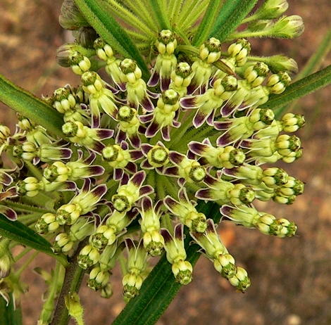 {Asclepias hirtella}